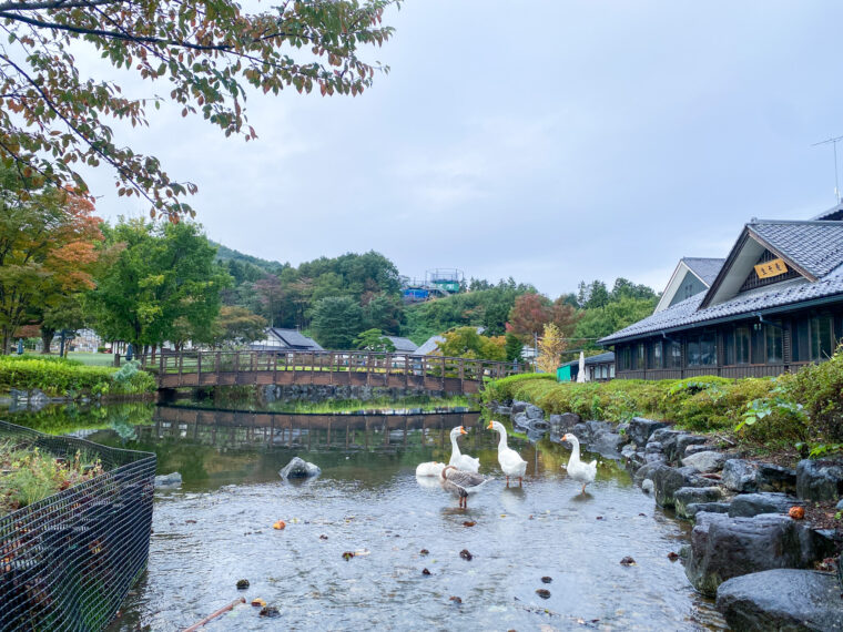 池のアヒル